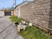 Goat, Goats — photo 3