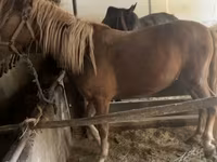Kobyła, Konie — zdjęcie 1