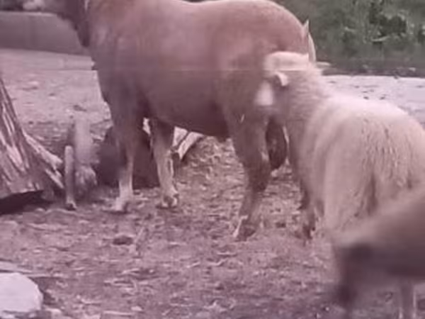 Sheep, Sheep — Hungary