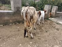 Sapi, Cattle — foto 6