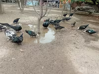 Turkeys — عکس 3