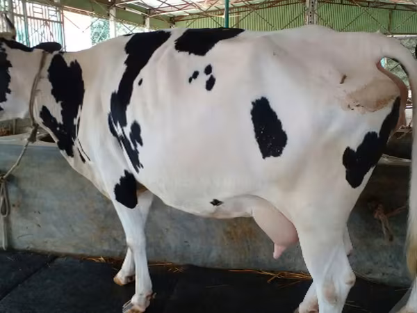 İnek, Holstein ırkı — Bangladeş