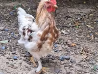 Chickens — 照片 2