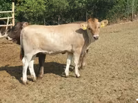 Lembu betina, Cattle — foto 2