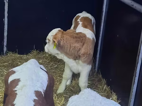 Býk, Simmental cattle