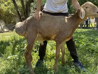 Vædder, Arashan sheep — foto 4