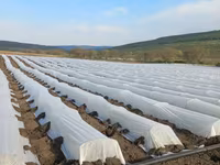 Агроволокно белое укрывное, Agrofibre (Agril) albe de protecția plantelor — 2-rasm