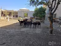 በግ, Sheep — ፎቶ 3