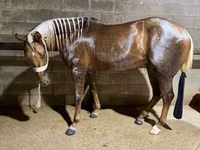 Mare, Quarter Horse — photo 1