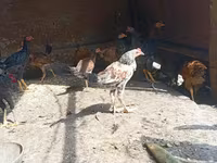 Chickens — ፎቶ 4