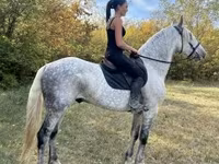 Kůň, Andalusian horse — foto 3