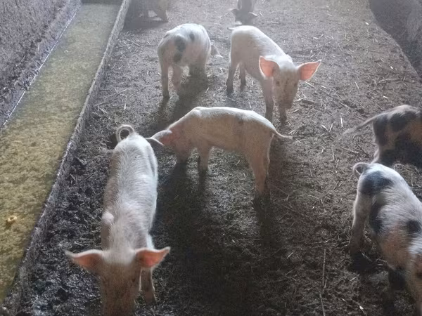 Porci (lot, sex nespecificat), Porci — Kârgâzstan