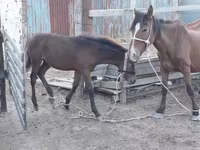 Kobila, Kazakh horse — fotografija 3