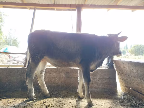 Vacă, Rasa Holstein