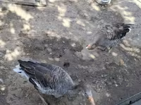 Geese — акс 1