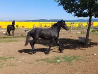 حصان, Friesian — الصورة 4