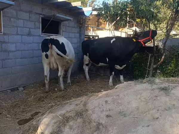 母牛, Holstein breed