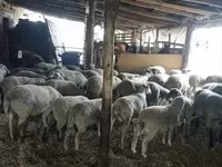 قوچ, گوسفند — عکس 1