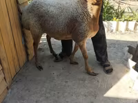 Kambing jantan, Sheep — foto 6