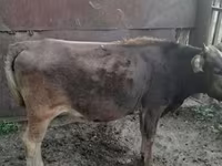 Vacă, Bovine — foto 1