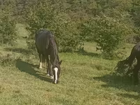 Kuda betina, Horse breed — foto 1