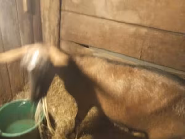 Koza, Kozy