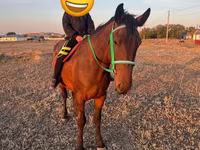 Hingst, Heste — foto 1
