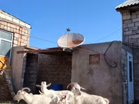 بز ماده, Saanen goat — عکس 4