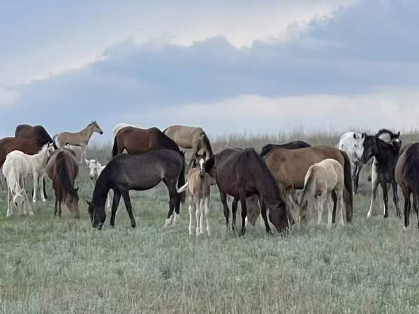 Φοράδα, Horse breed