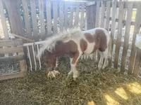 公马, Miniature horse — 照片 2