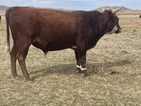 Lembu jantan, Kazakh White-headed cow — foto 2