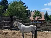 گھوڑی, Hungarian horse breed — تصویر 3