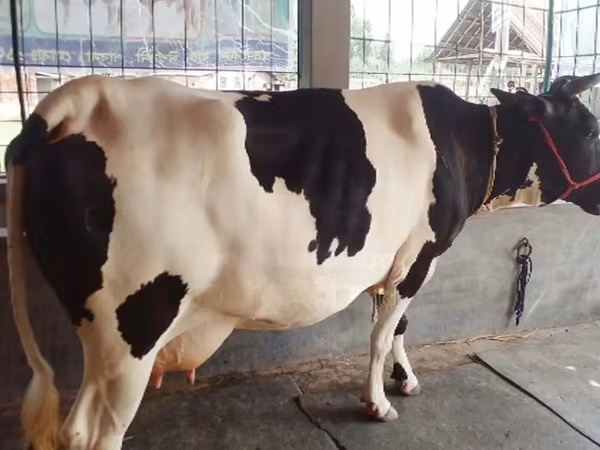 Vache, Buffle — Bangladesh