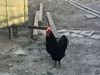 Chickens — fotografija 2