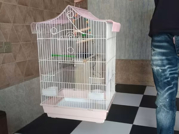 Böyük ölçülü quş qəfəsi 60 azn - Material: Ağ rəngli möhkəm metal