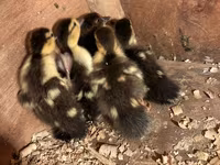 مسکوی خانگی — عکس 1