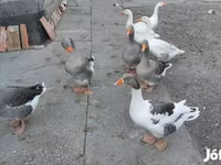 Geese — புகைப்படம் 7
