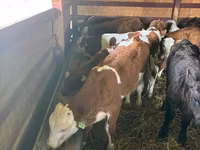 मवेशी (लॉट, लिंग निर्दिष्ट नहीं), Simmental cattle — फ़ोटो 1