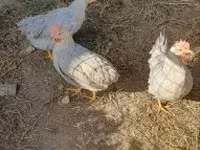 Chickens — fotografija 3