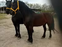 Hengst, Friesian — Foto 5