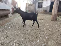 Dişi keçi, Murcia-Granada goats — foto 3