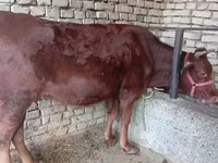 Mucca, Bovini — foto 3