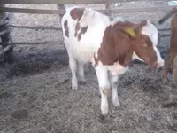 Boğa, Simmental cattle — foto 5
