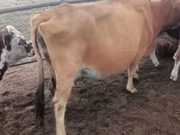 گاو ماده, Simmental cattle — عکس 7