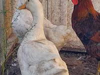 Chickens — foto 2