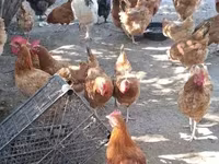 Chickens — الصورة 2