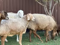 Oaie, Arashan sheep — foto 6
