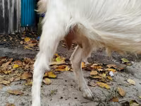 Goat, Nubian Goat — photo 3
