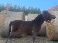 Hingst, Heste — foto 2