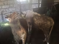 Bovine (lot, sex nespecificat), Bovine — foto 2